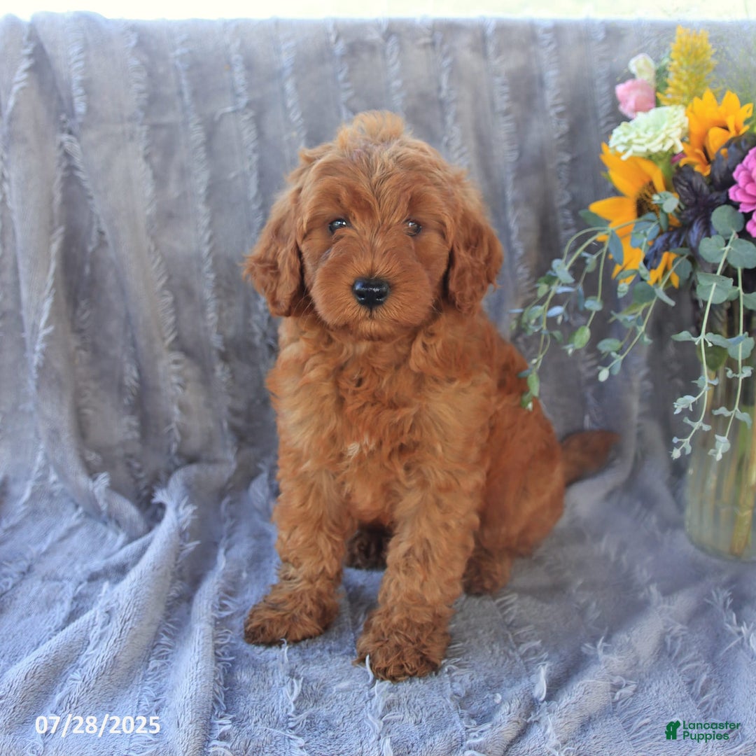 Mini Goldendoodle dogs for sale: Unity - Image 10