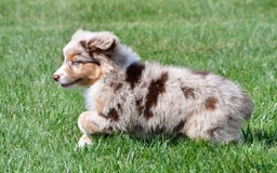 Australian Shepherd dogs for sale: Australian Shepherd 7 puppies - Image 16