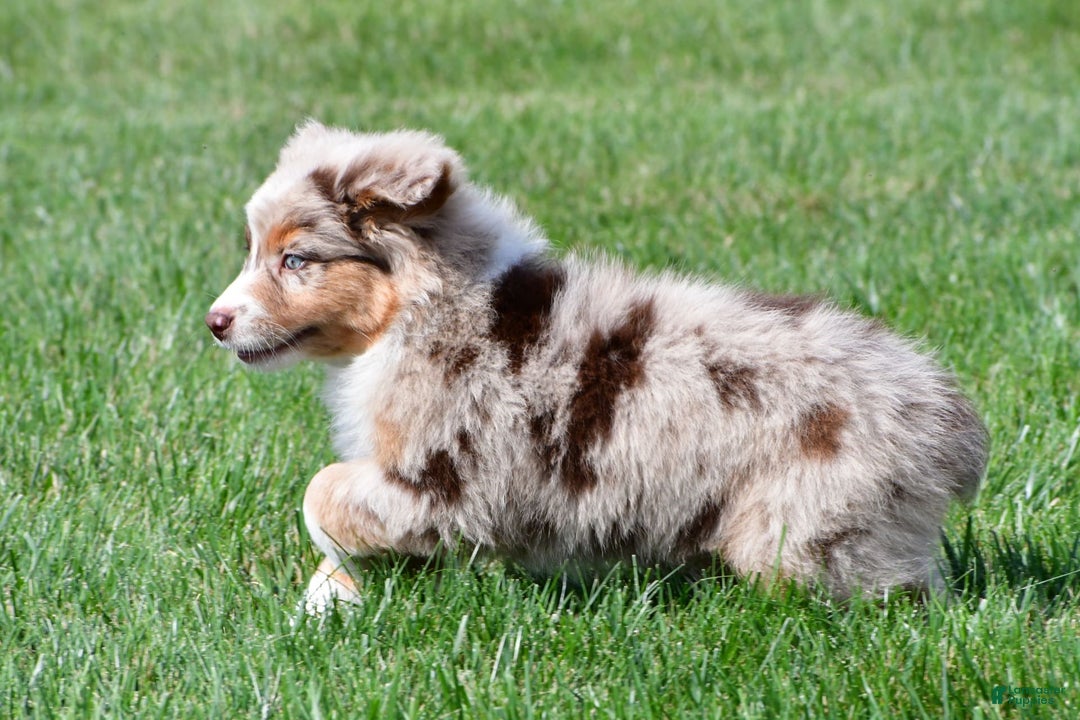 Australian Shepherd dogs for sale: Australian Shepherd 7 puppies - Image 16