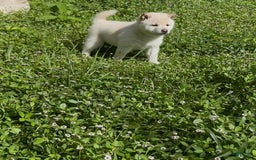 Shiba Inu dogs for sale: Aiko - Image 4