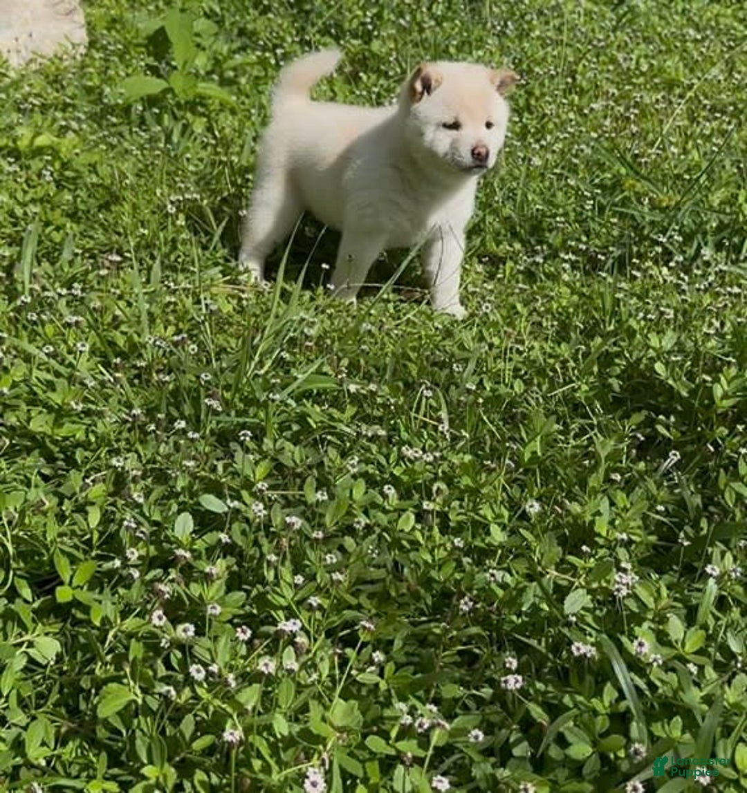 Shiba Inu dogs for sale: Aiko - Image 4