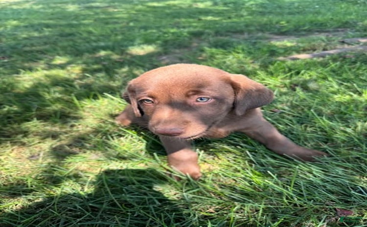 Labrador Retriever dogs for sale - Ad 1