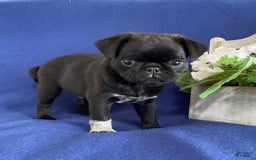 Pug dogs for sale: Delton - Image 2