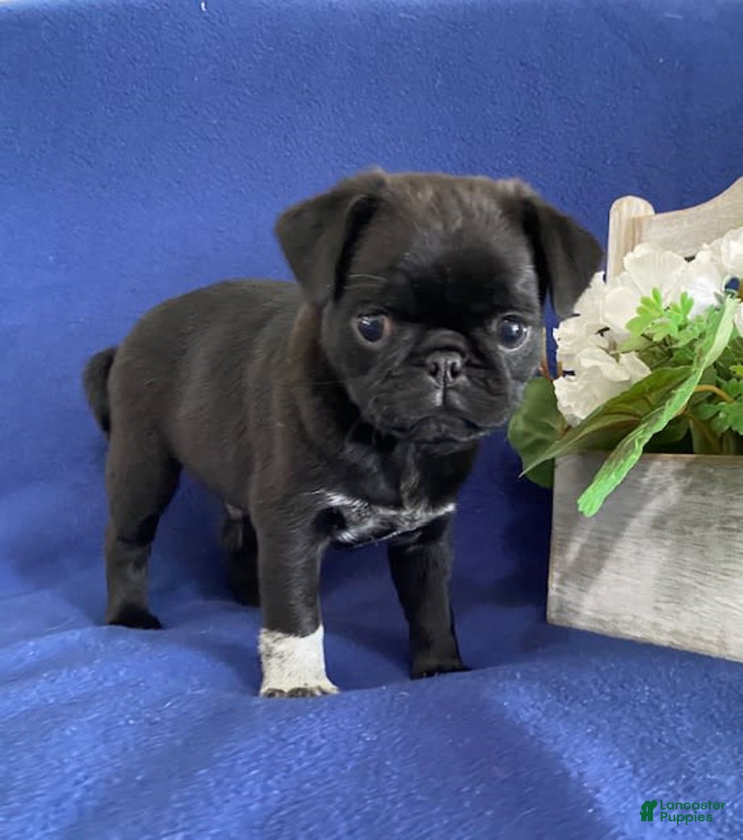 Pug dogs for sale: Delton - Image 2