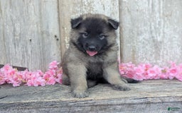 Belgian Tervuren dogs for sale: Mystic - Image 2