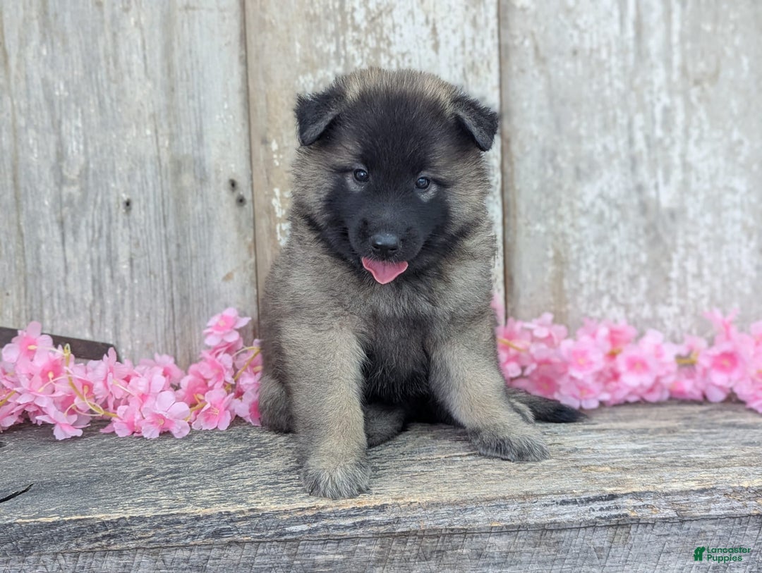 Belgian Tervuren dogs for sale: Mystic - Image 2