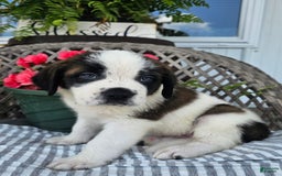 Saint Bernard dogs for sale: Tulip - Image 2