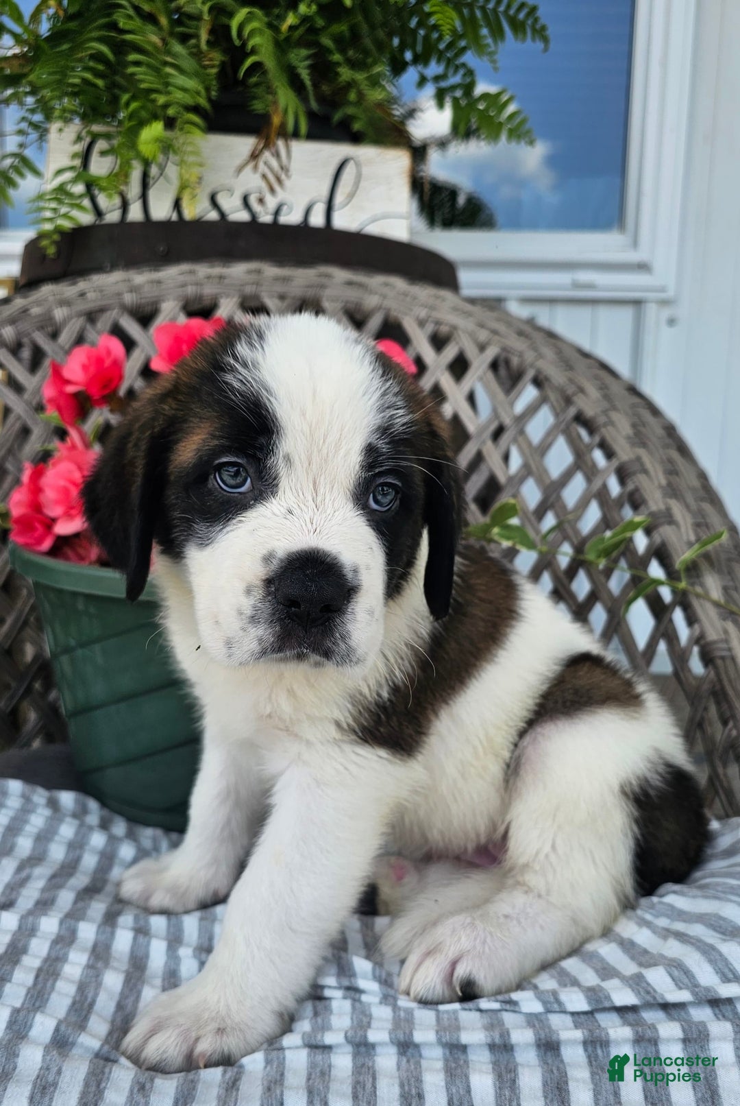 Saint Bernard dogs for sale: Tulip - Image 2