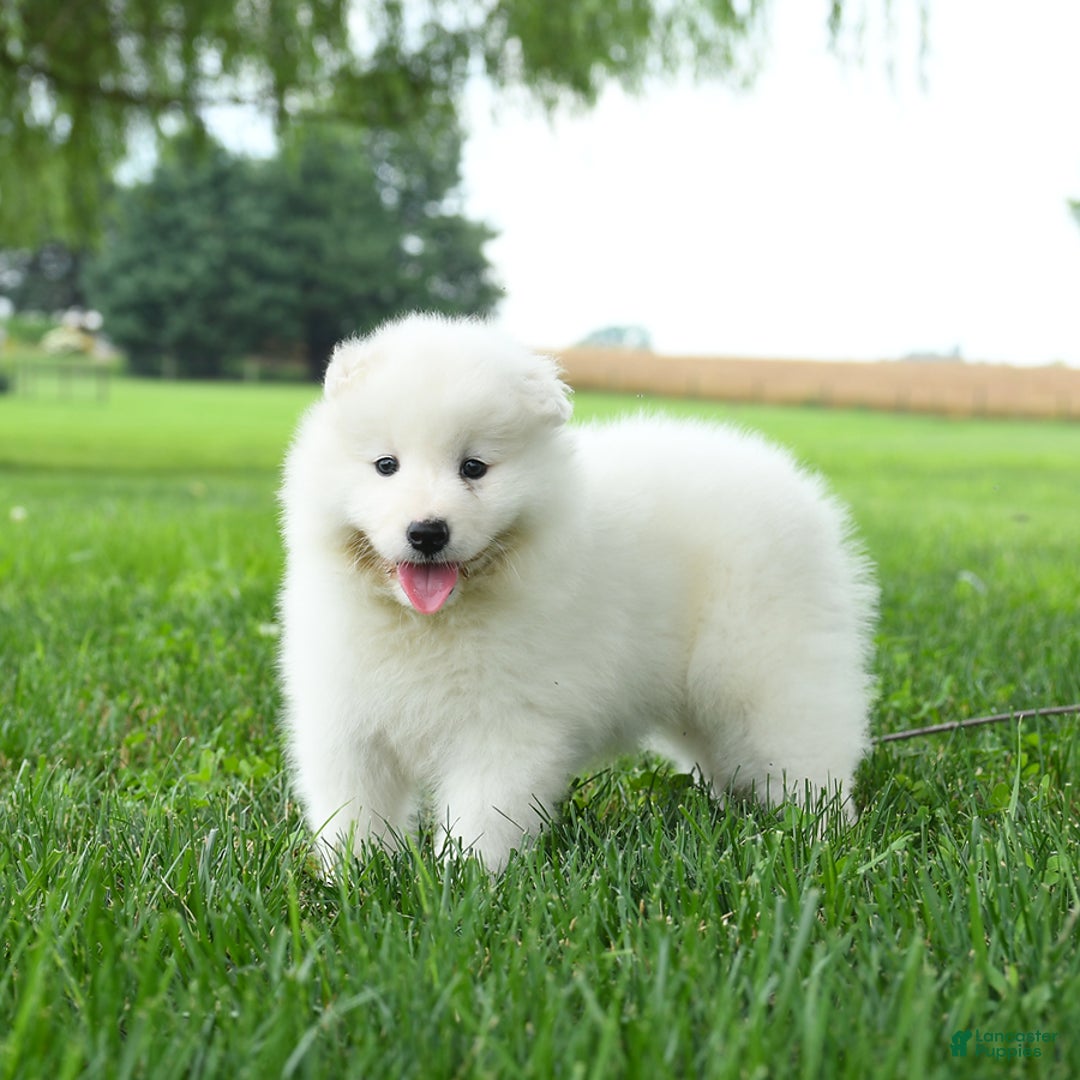 Samoyed dogs for sale: Ginger - Image 4
