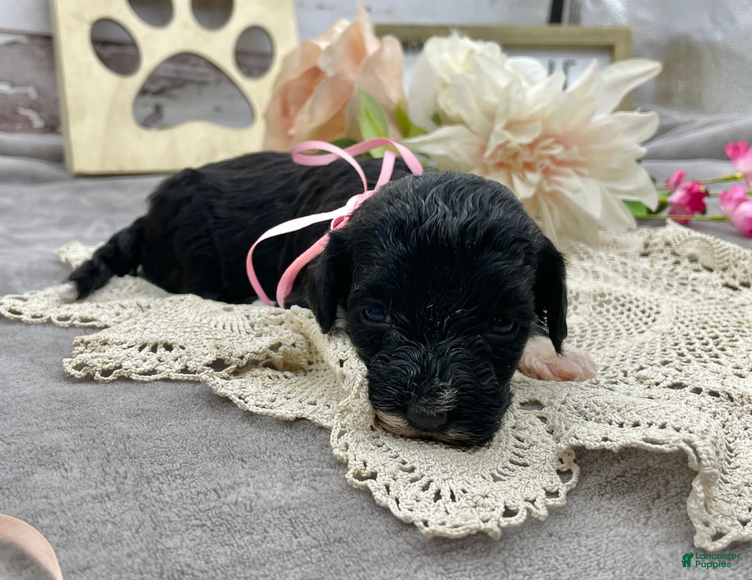 Portuguese Water Dog dogs for sale: Taylor - Image 4
