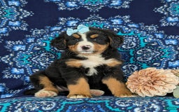 Bernese Mountain Dog dogs for sale: Gemini - Image 1