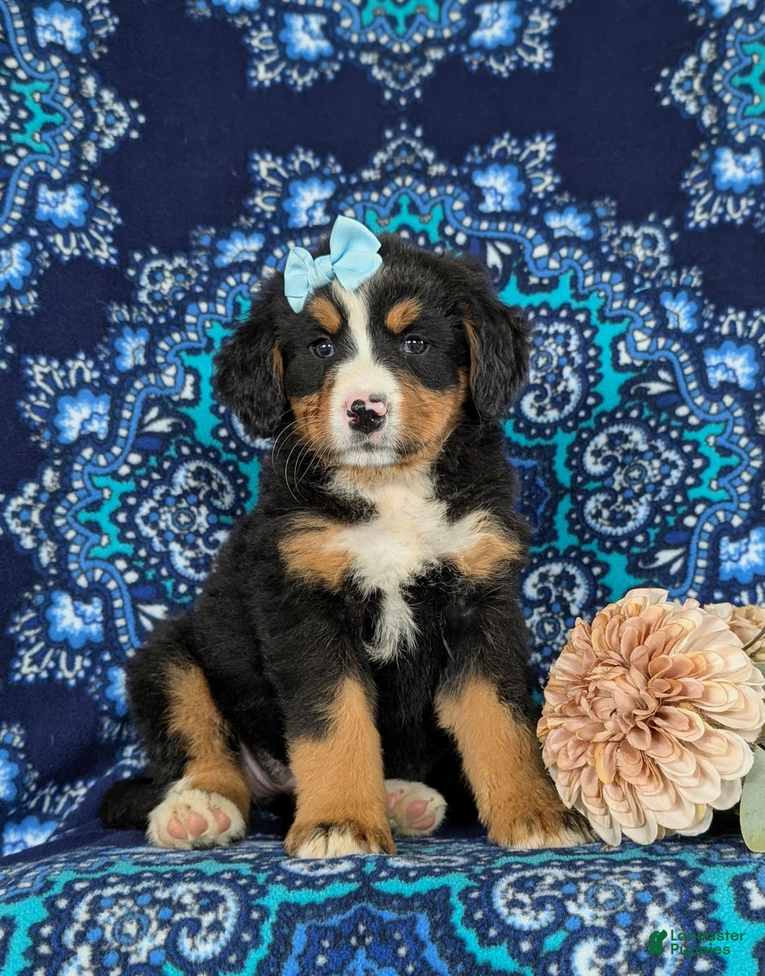 Bernese Mountain Dog dogs for sale: Gemini - Image 1