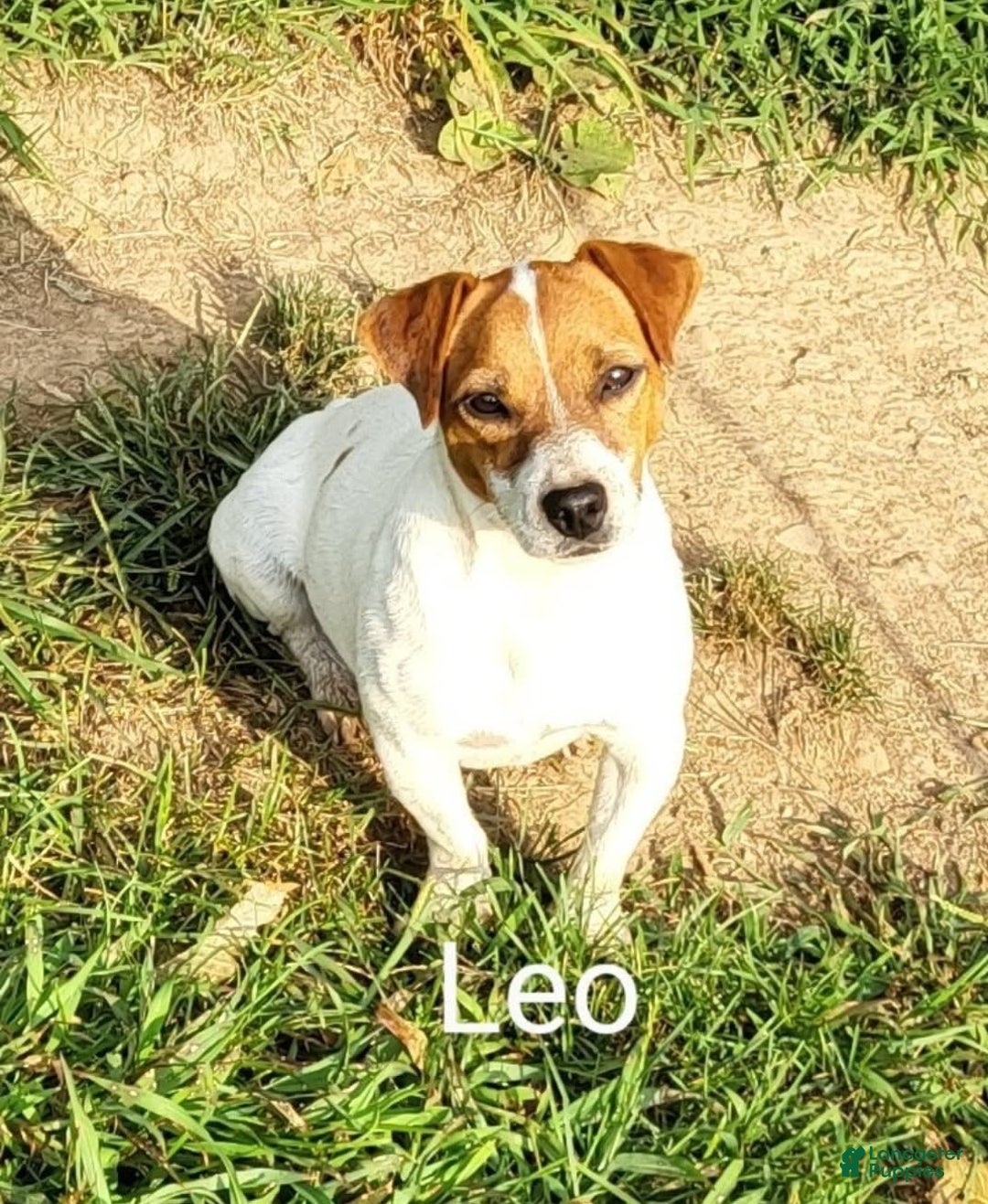 Jack Russell Terrier dogs for sale: Zella - Image 5