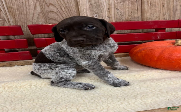 German Shorthaired Pointer dogs for sale - Ad 1
