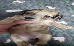 Miniature Dachshund dogs for sale: Kara - Image 4