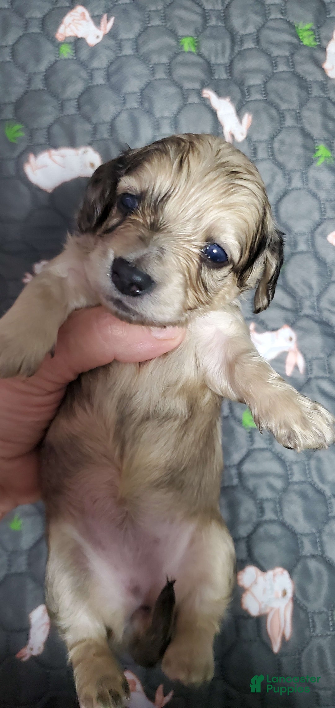 Miniature Dachshund dogs for sale: Kara - Image 4