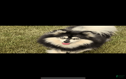 Pomsky dogs for sale: Ruger Iron Tate - Image 6