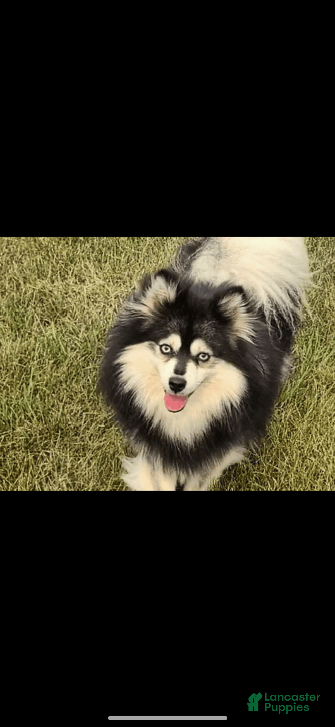 Pomsky dogs for sale: Ruger Iron Tate - Image 6
