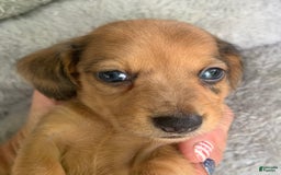 Miniature Dachshund dogs for sale: Baby Cosmo - Image 3