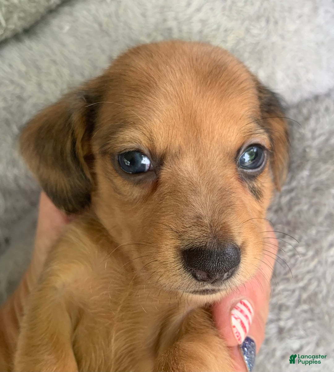 Miniature Dachshund dogs for sale: Baby Cosmo - Image 3