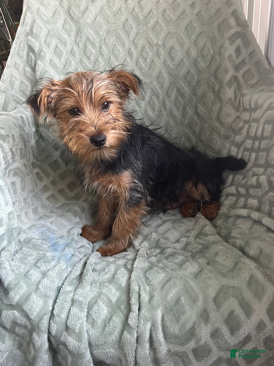 Yorkshire Terrier dogs for sale: Danny Boy - Image 10