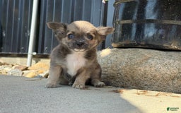 Chihuahua dogs for sale: Dash - Image 6