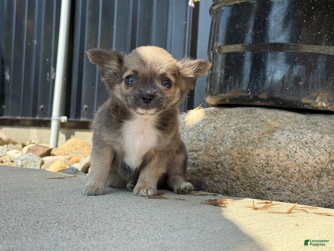 Chihuahua dogs for sale: Dash - Image 6