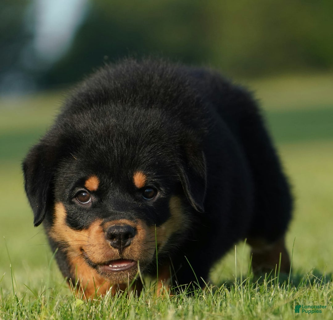 Rottweiler dogs for sale: Lilly - Image 7