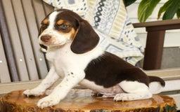 Beagle dogs for sale: Perry - Image 4