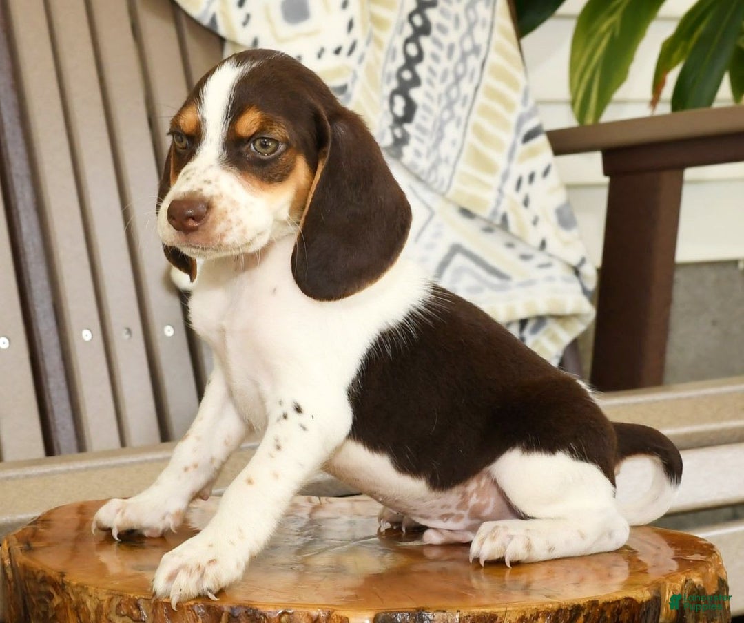 Beagle dogs for sale: Perry - Image 4