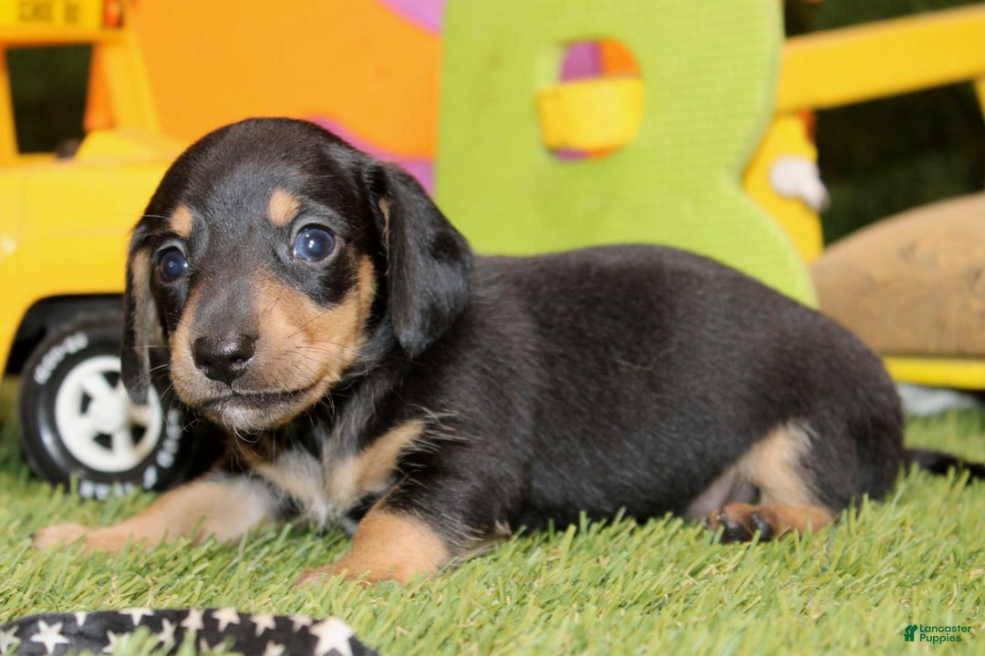Dachshund dogs for sale: Izekial - Image 3