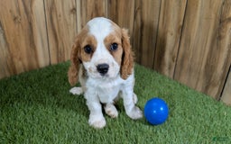 Cavalier King Charles Spaniel dogs for sale: Lucy Boy 1 - Image 9