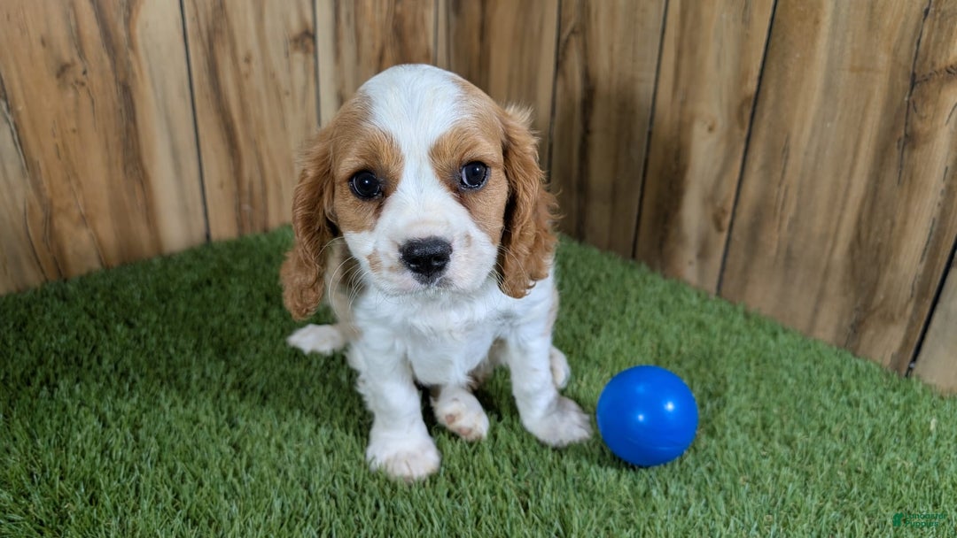 Cavalier King Charles Spaniel dogs for sale: Lucy Boy 1 - Image 9