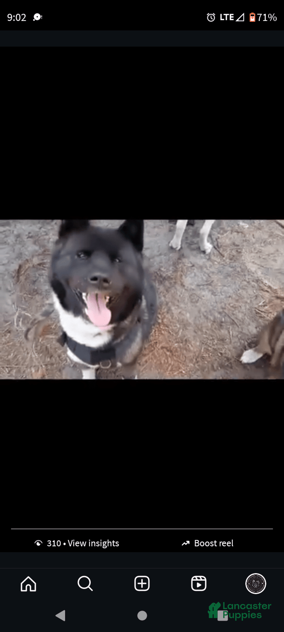 categoriesInfo:categoryAttributeOptions.pets.dogs.breed.akita dogs for sale: Pocahontas - Image 7
