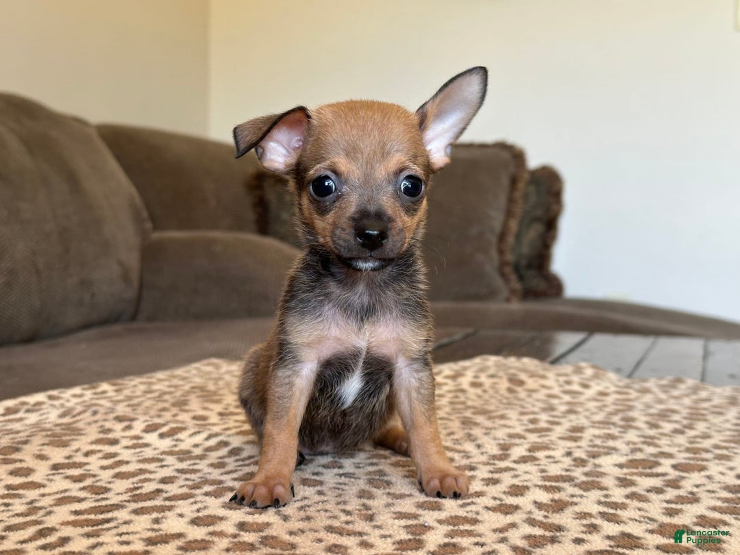 Chihuahua dogs for sale: Captain - Image 7