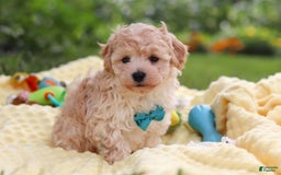 Havapoo dogs for sale: Mickey - Image 6