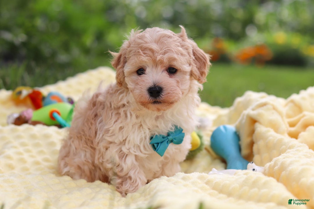 Havapoo dogs for sale: Mickey - Image 6