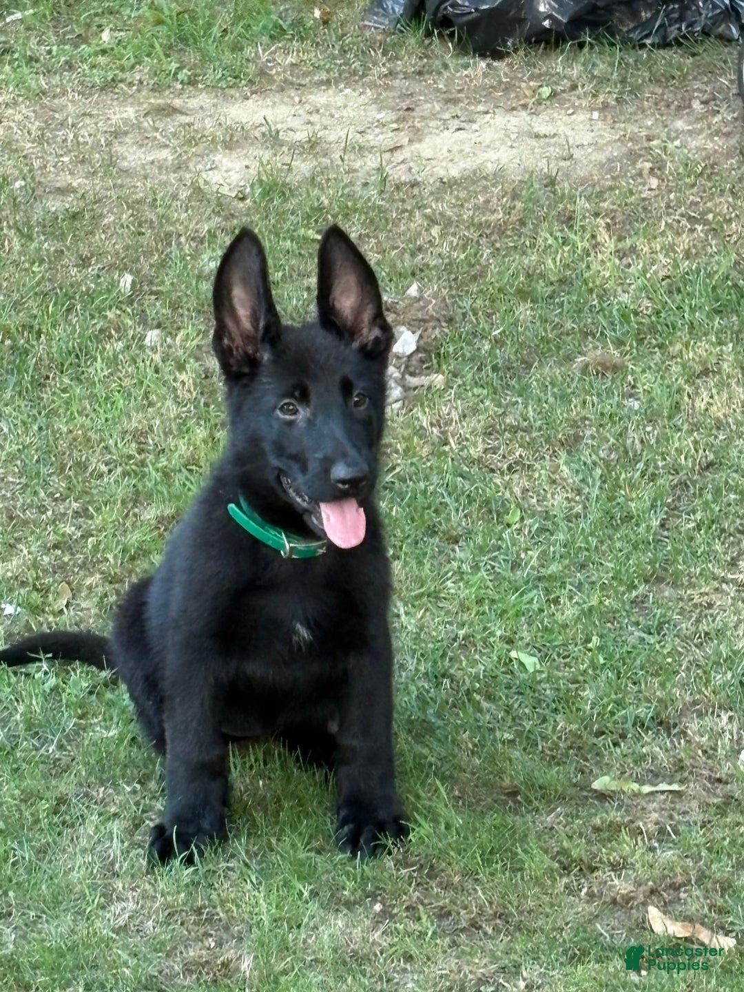 German Shepherd dogs for sale: Riley Bella Badger - Image 2