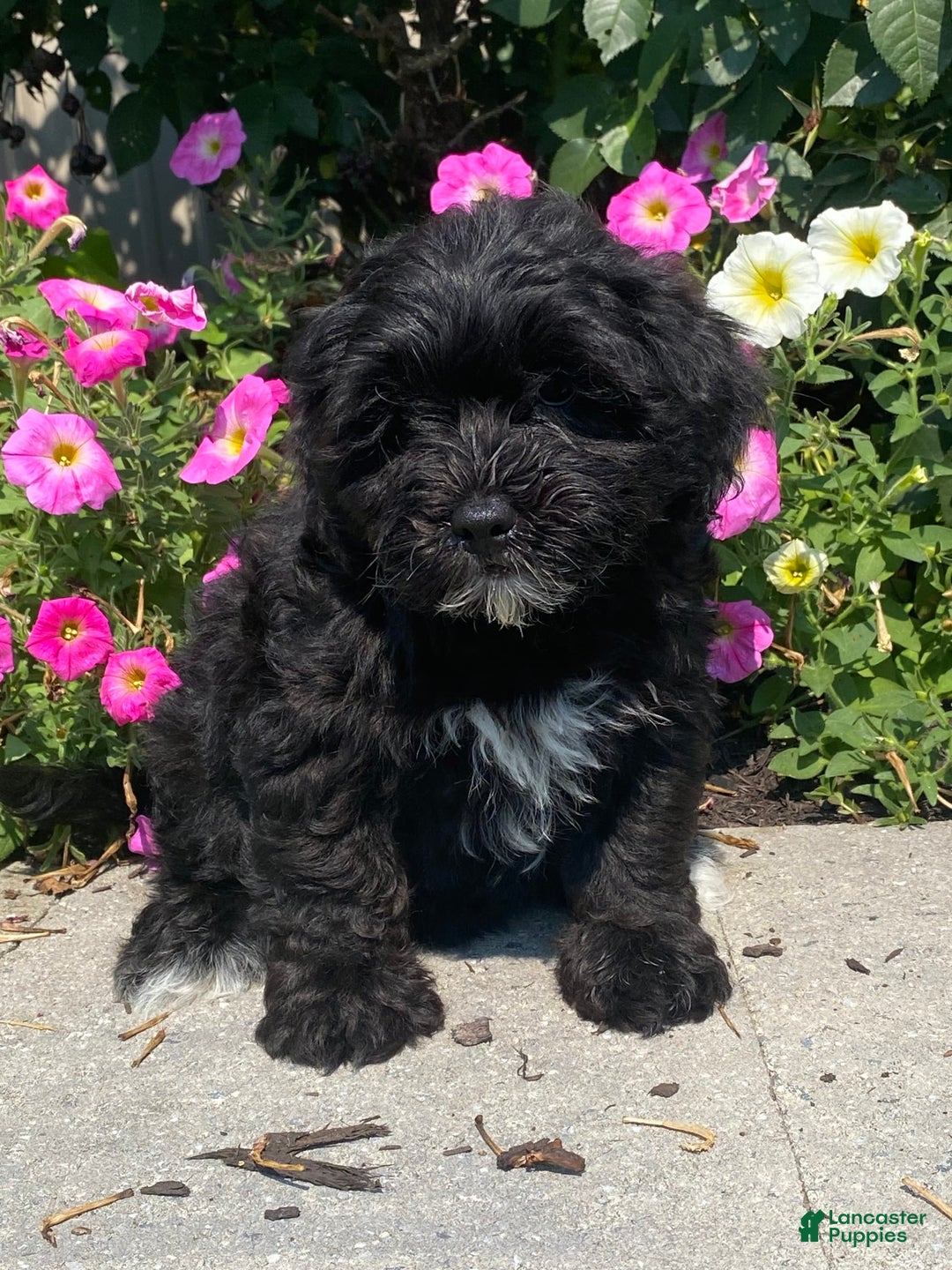 Lhasapoo dogs for sale: Jonah - Image 7