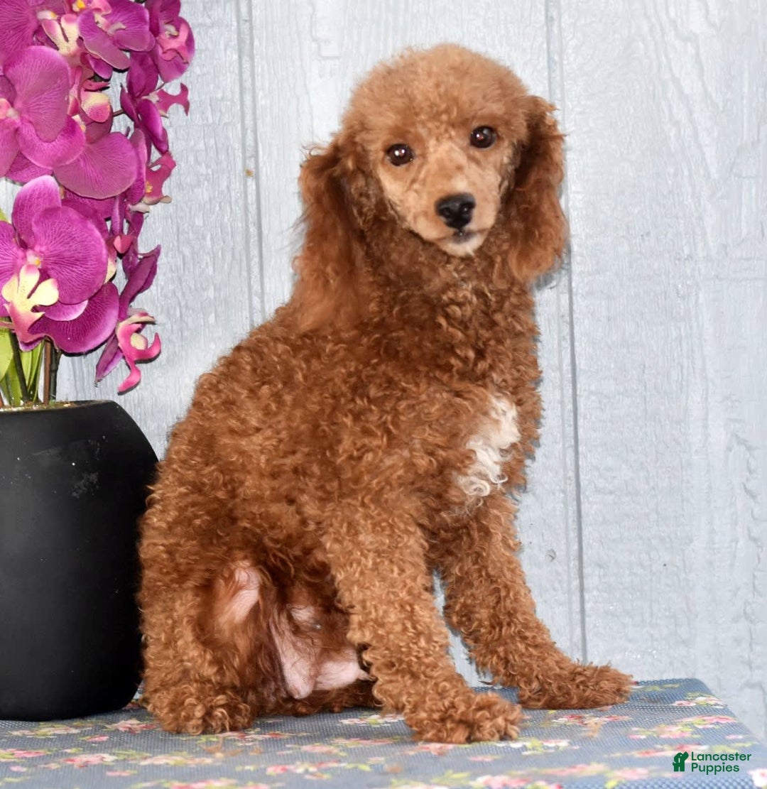 Miniature Poodle dogs for sale: Lucky - Image 19