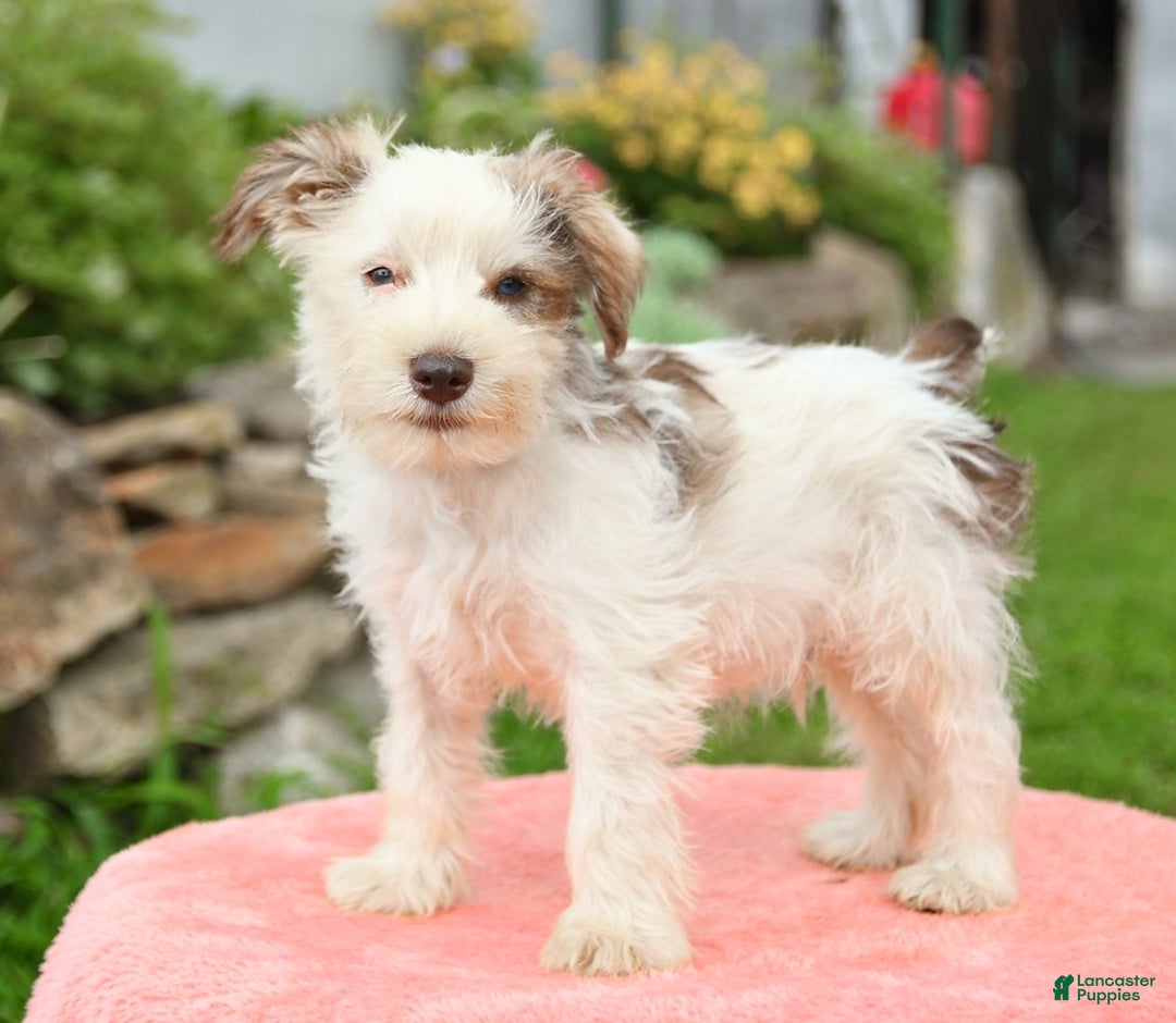 Miniature Schnauzer dogs for sale: Canyon - Image 1