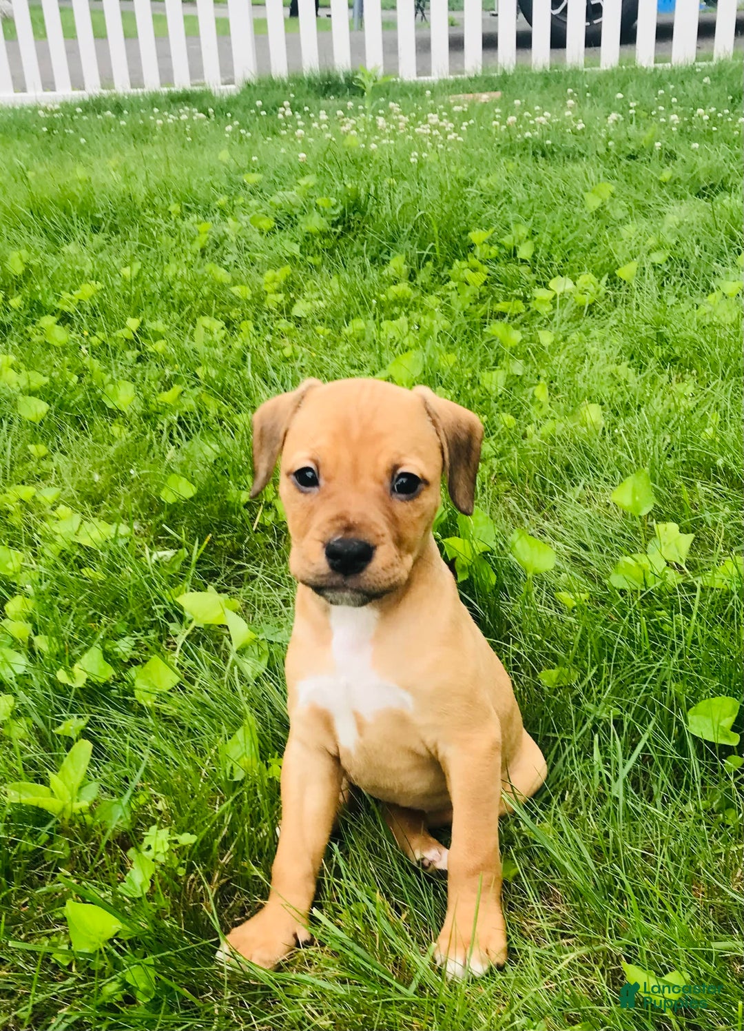 American Staffordshire Terrier dogs for sale: Galinda - Image 10
