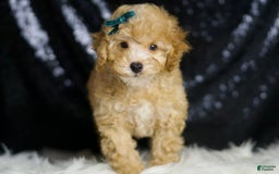 Toy Poodle dogs for sale: Connor - Image 6