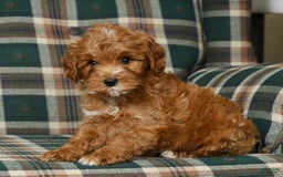 Cavapoo dogs for sale: Rocky - Image 4