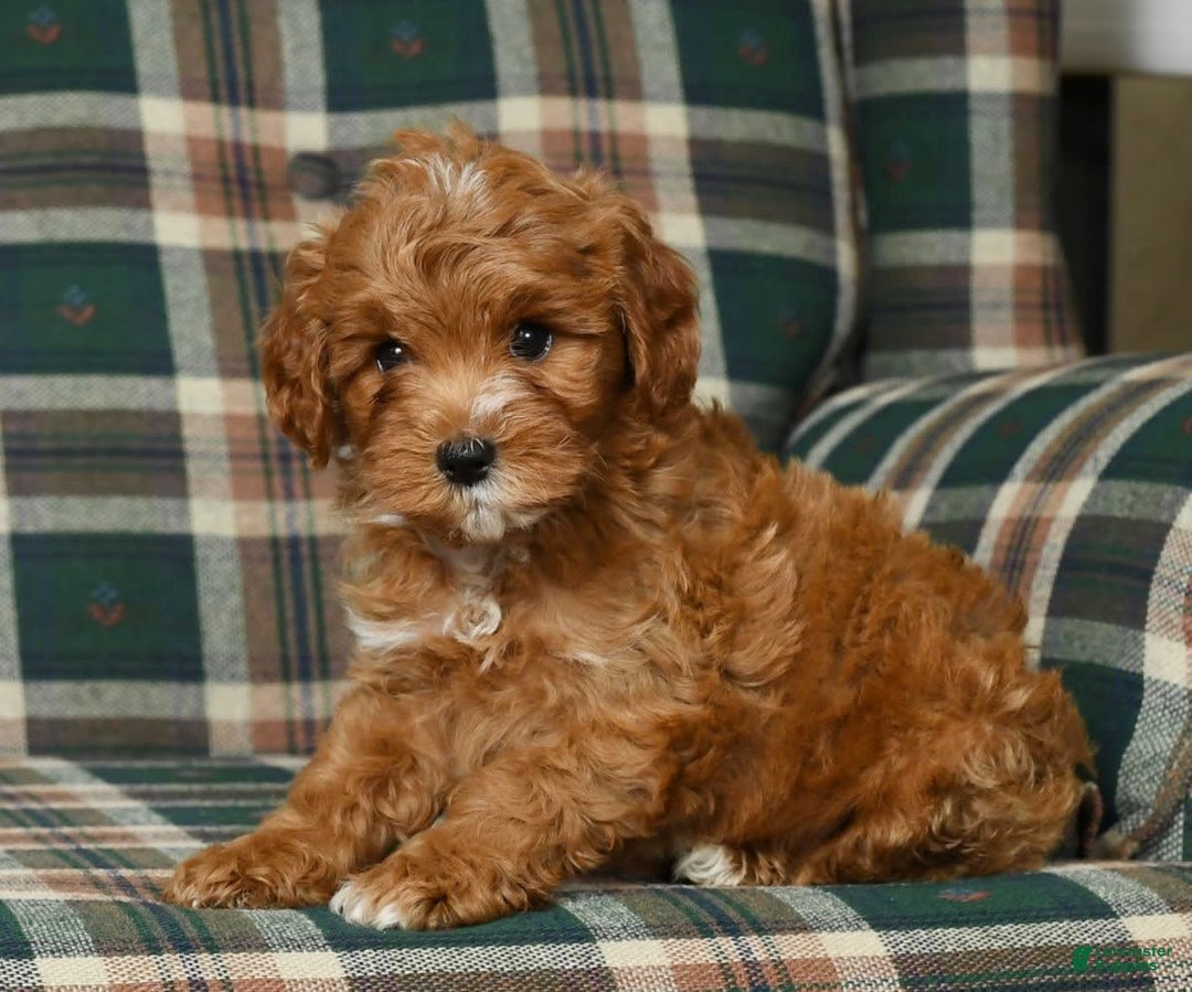 Cavapoo dogs for sale: Rocky - Image 4