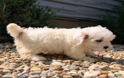 Teddy Bear dogs for sale: Cotton - Image 4