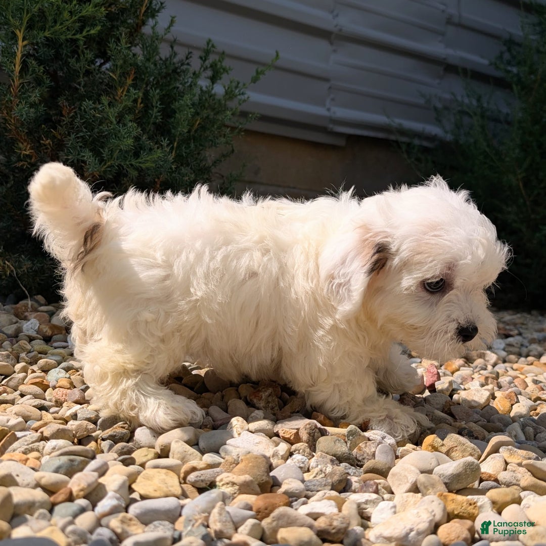 Teddy Bear dogs for sale: Cotton - Image 4