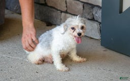 Havapoo dogs for sale: Cooper - Image 6