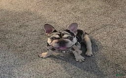 French Bulldog dogs for sale: Bentley - Image 3