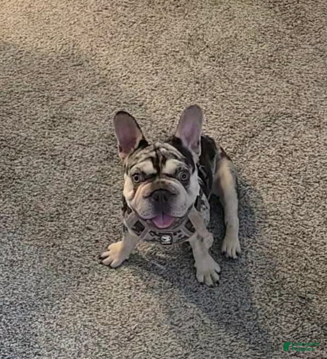 French Bulldog dogs for sale: Bentley - Image 3